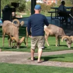sheeps_with_corns_7896703